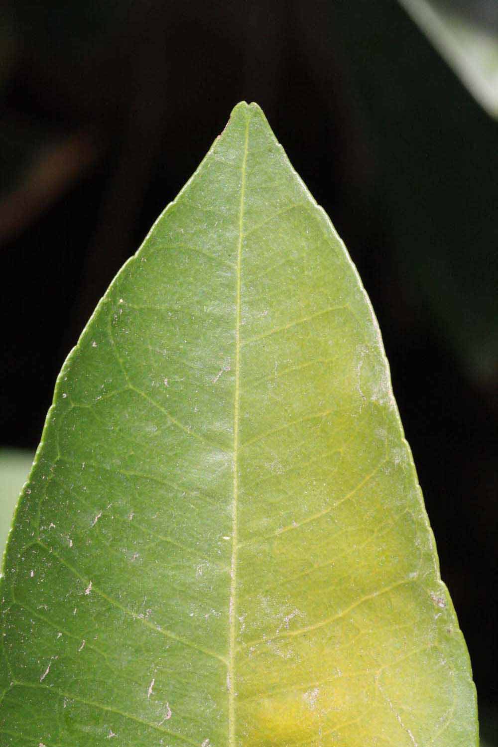              Margin (Riverside, CA)       